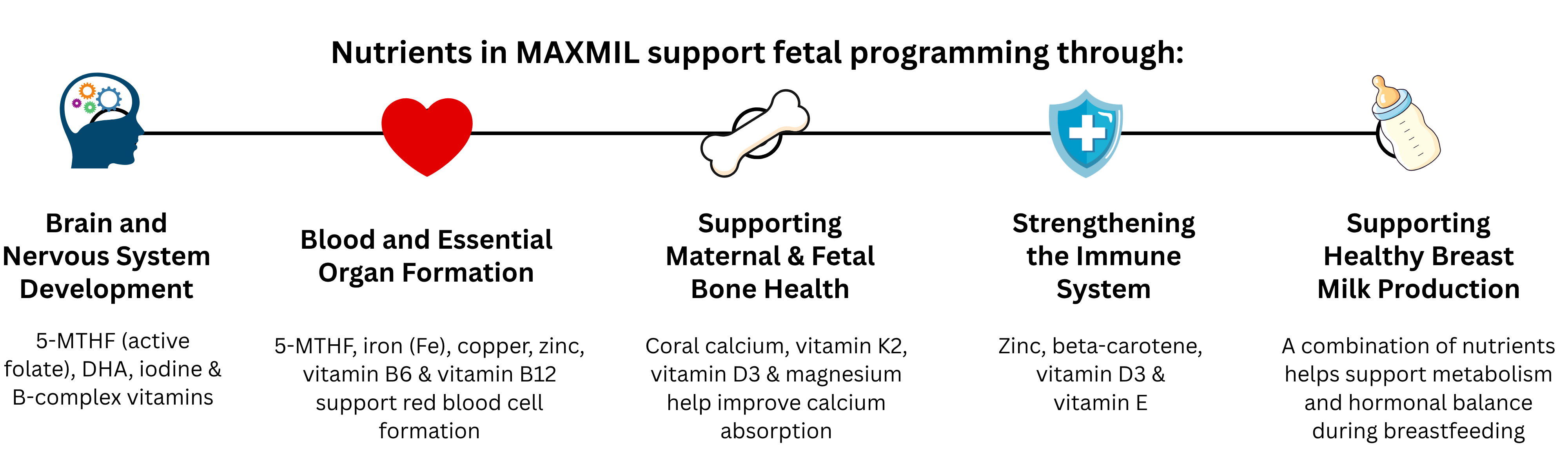 MAXMIL Fetal Programming Diagram