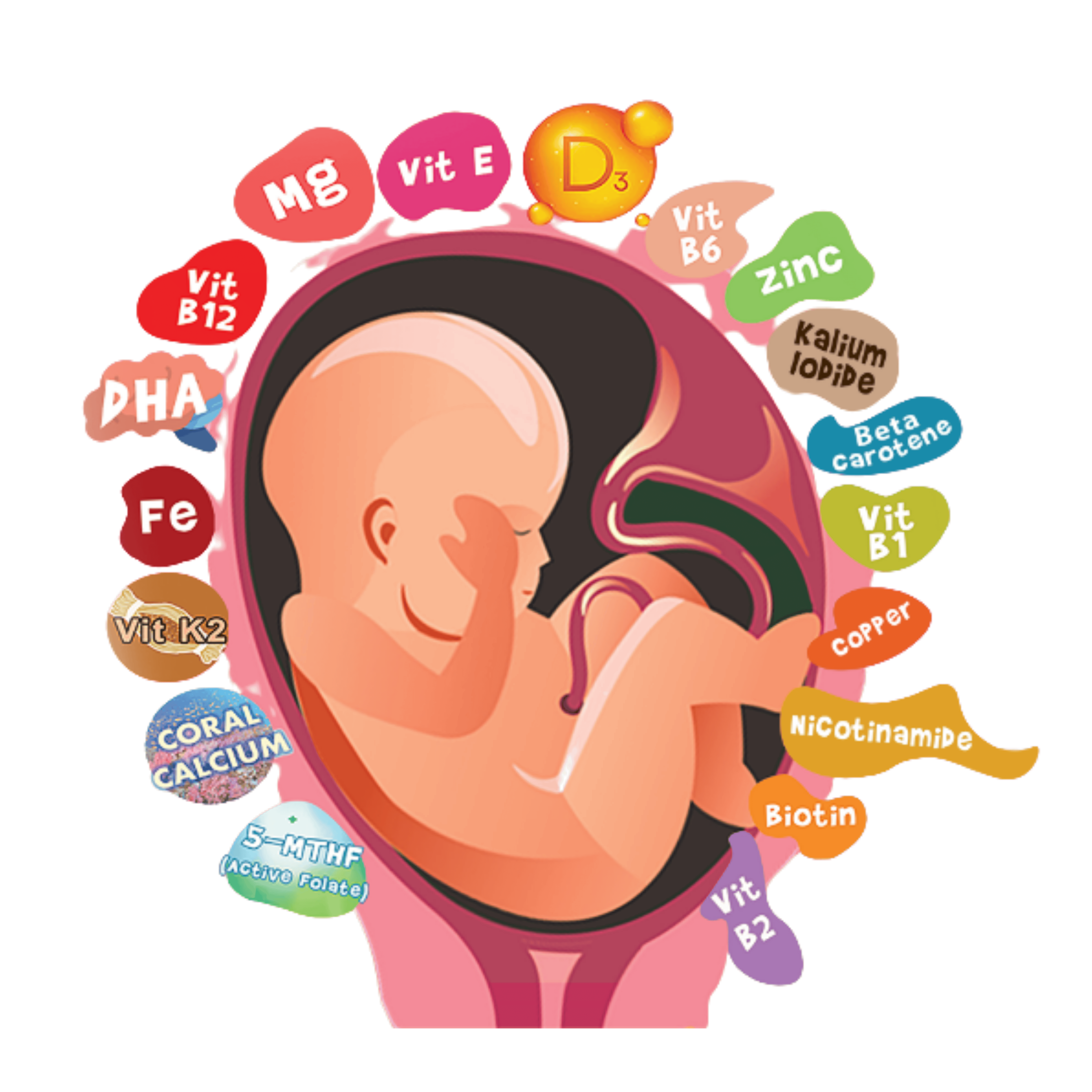 MAXMIL Fetal Development